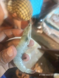 Prawns (Medium) Shrimp Jhinga 2kg - (15gm/Pcs) Ice