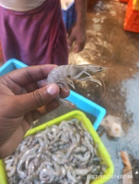 Prawns (Medium) Shrimp Jhinga 2kg - (15gm/Pcs) Ice