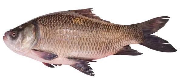 Katla Fish 10 Kg Size, Big Size Katla Fish 10 kg (350/kg) - (10 Kg to 15 Kg) Ice
