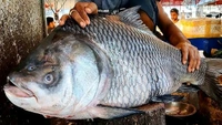 Katla Fish 10 Kg Size, Big Size Katla Fish 10 kg (350/kg) - (10 Kg to 15 Kg) Ice