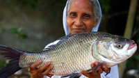 Katla Fish 10 Kg Size, Big Size Katla Fish 10 kg (350/kg) - (10 Kg to 15 Kg) Ice