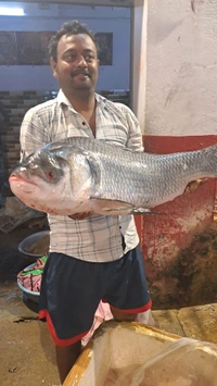 Katla Fish 10 Kg Size, Big Size Katla Fish 10 kg (350/kg) - (10 Kg to 15 Kg) Ice