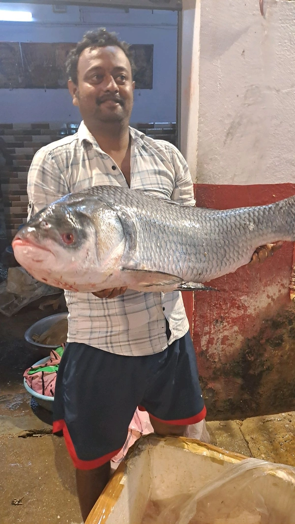 Katla Fish 10 Kg Size, Big Size Katla Fish 10 kg (350/kg) - (10 Kg to 15 Kg) Ice