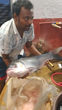 Katla Fish 10 Kg Size, Big Size Katla Fish 10 kg (350/kg) - (10 Kg to 15 Kg) Ice