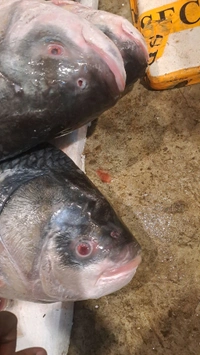 Katla Fish 10 Kg Size, Big Size Katla Fish 10 kg (350/kg) - (10 Kg to 15 Kg) Ice