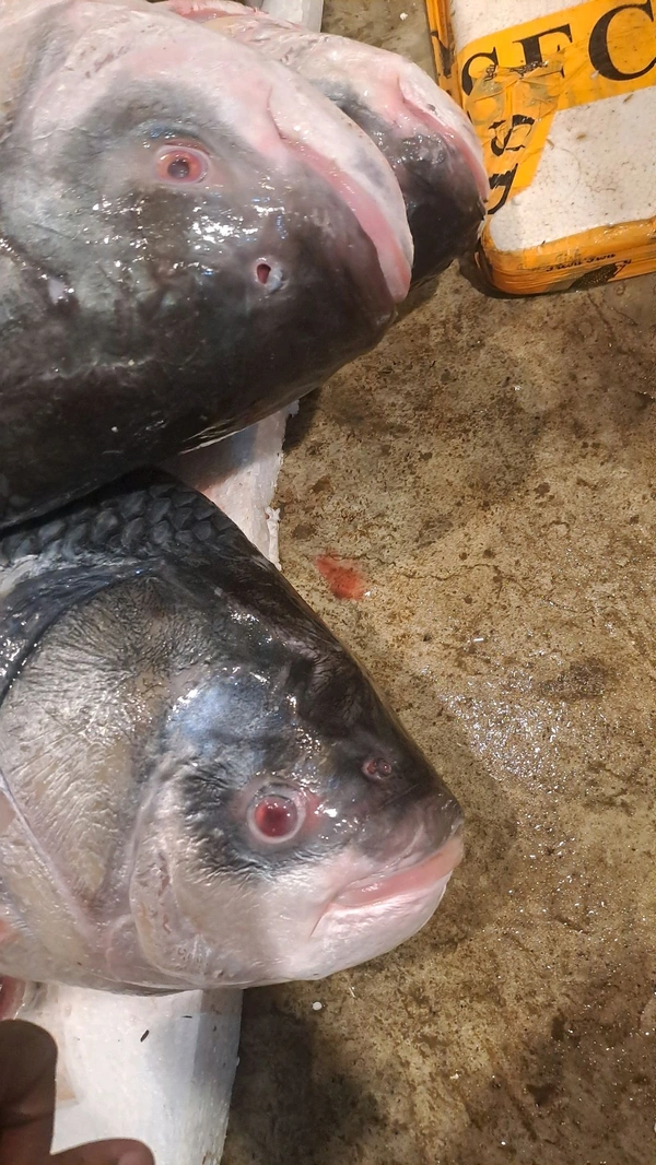 Katla Fish 10 Kg Size, Big Size Katla Fish 10 kg (350/kg) - (10 Kg to 15 Kg) Ice
