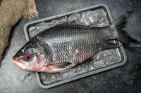 Katla Fish (Medium Size) Ice - (1.5kg to 3 kg) Ice