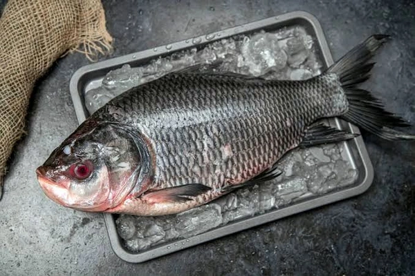 Katla Fish (Medium Size) Ice - (1.5kg to 3 kg) Ice