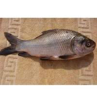 Katla Fish (Medium Size) Ice - (1.5kg to 3 kg) Ice