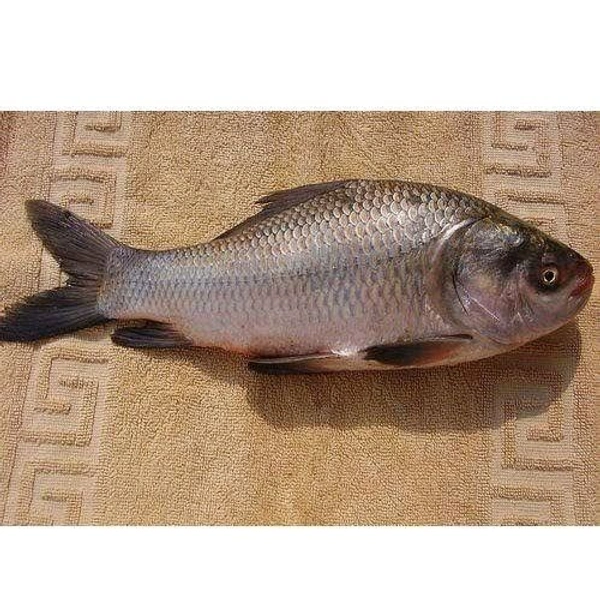Katla Fish (Medium Size) Ice - (1.5kg to 3 kg) Ice
