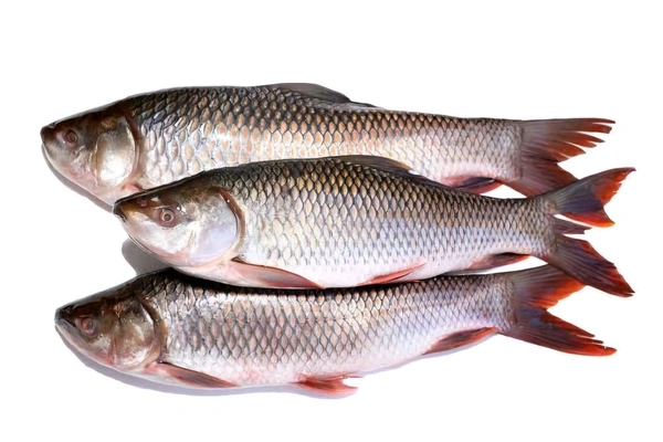 Rohu Fish, Live Rohu Fish - (1kg to 3kg) Live