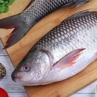 Rohu Fish, Live Rohu Fish - (1kg to 3kg) Live