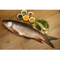 Rohu Fish, Live Rohu Fish - (1kg to 3kg) Live