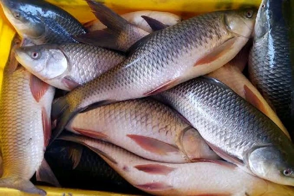 Rohu Fish, Live Rohu Fish - (1kg to 3kg) Live