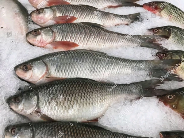 Rohu Fish, Frozen Rohu Fish - (1kg to 3kg) Ice