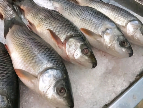 Rohu Fish, Frozen Rohu Fish - (1kg to 3kg) Ice