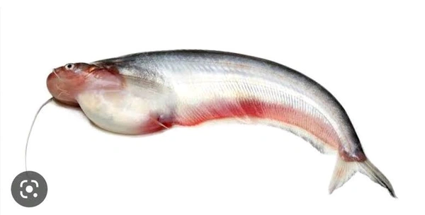 Pabda Fish  - (250gm/Pcs) Ice