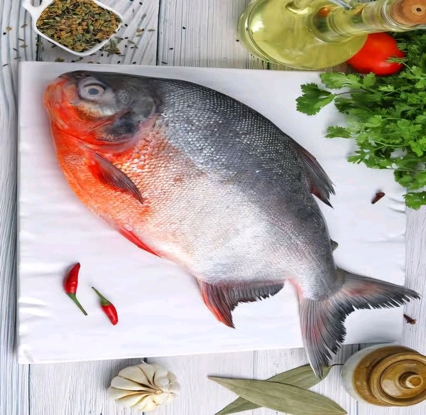 Roopchand Fish - (700 gm to 1kg) Ice
