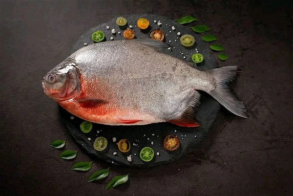 Roopchand Fish - (700 gm to 1kg) Ice
