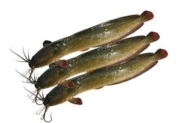 Singhi/Singh/Stinging Catfish - (160gm to 250gm) Live