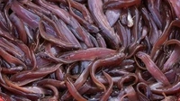Singhi/Singh/Stinging Catfish - (160gm to 250gm) Live