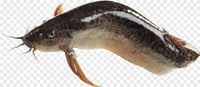 Singhi/Singh/Stinging Catfish - (160gm to 250gm) Live