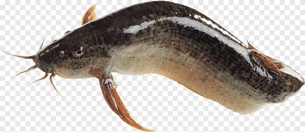 Singhi/Singh/Stinging Catfish - (160gm to 250gm) Live