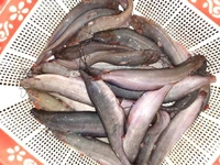 Singhi/Singh/Stinging Catfish - (160gm to 250gm) Live