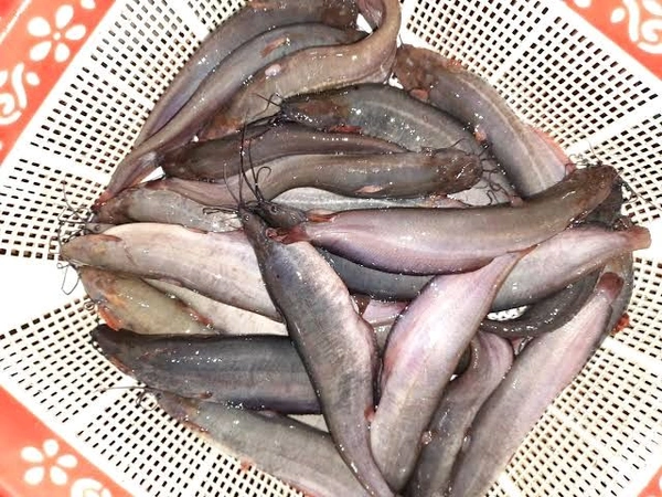 Singhi/Singh/Stinging Catfish - (160gm to 250gm) Live