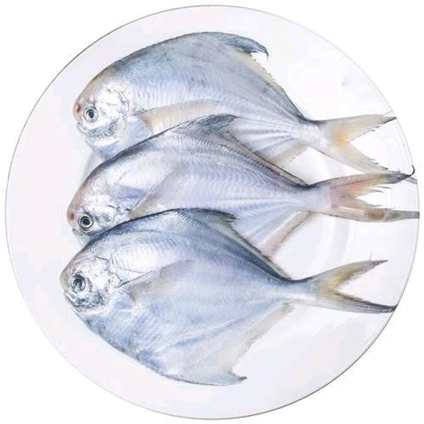 Pomfret/Pamplet/Paplet Fish - (150 gm to 200 gm)