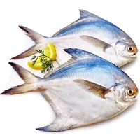 Pomfret/Pamplet/Paplet Fish - (150 gm to 200 gm)