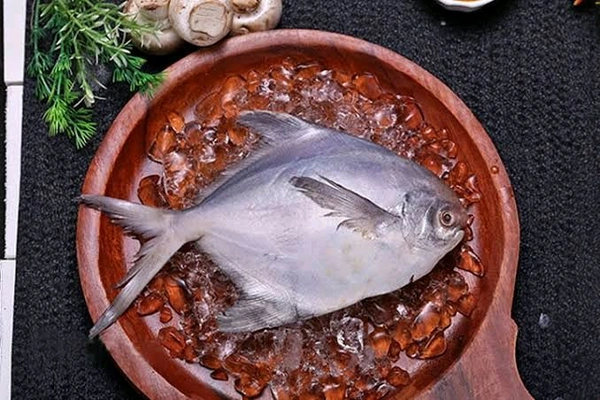 Pomfret/Pamplet/Paplet Fish - (150 gm to 200 gm)