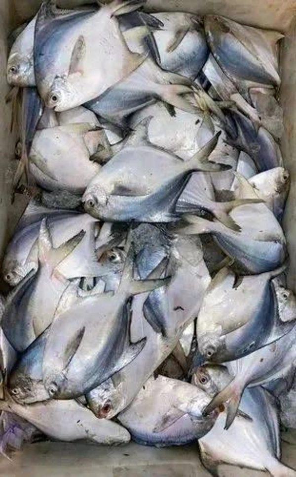 Pomfret/Pamplet/Paplet Fish - (150 gm to 200 gm)