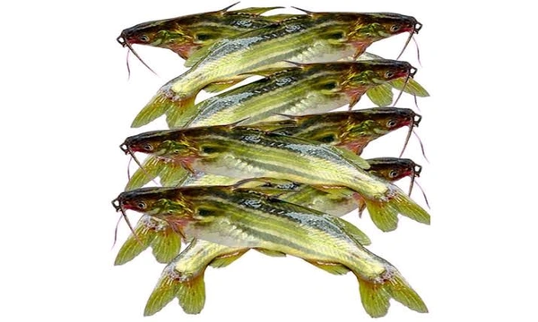 पलवा / Tengra Fish - (100gm to 200gm) Ice