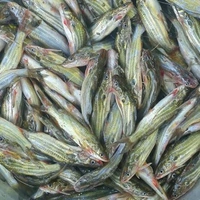 पलवा / Tengra Fish - (100gm to 200gm) Ice