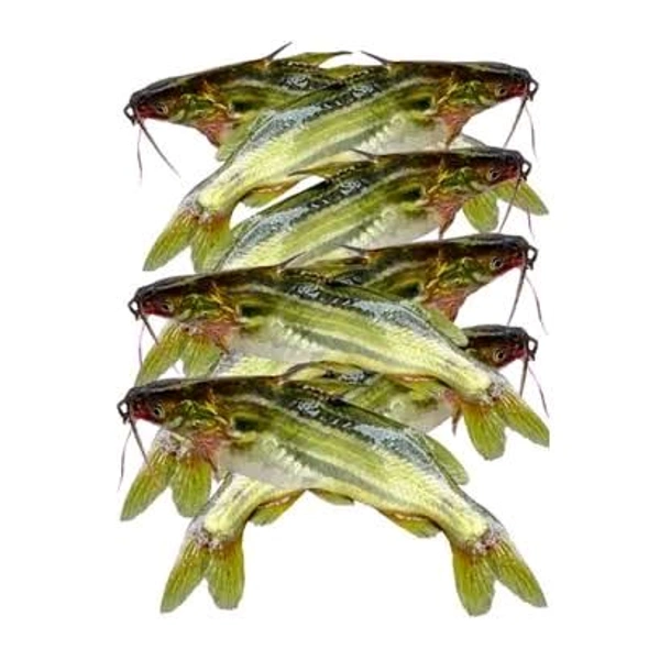 पलवा / Tengra Fish - (100gm to 200gm) Ice