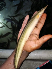 Gaichi Fish/Patya Fish - ( 5 inch to 8 Inch) Ice