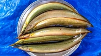 Gaichi Fish/Patya Fish - ( 5 inch to 8 Inch) Ice