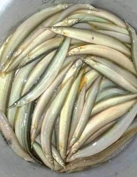 Gaichi Fish/Patya Fish - ( 5 inch to 8 Inch) Ice