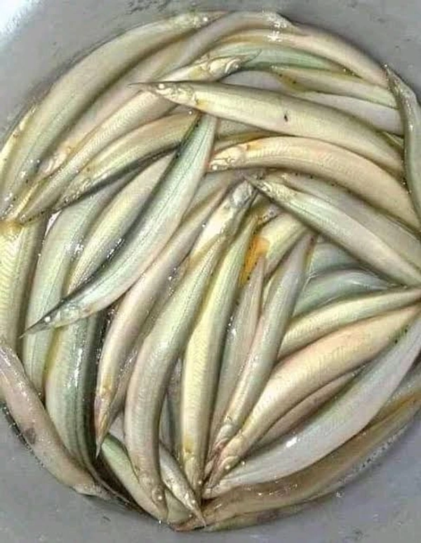 Gaichi Fish/Patya Fish - ( 5 inch to 8 Inch) Ice
