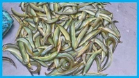 Gaichi Fish/Patya Fish - ( 5 inch to 8 Inch) Ice