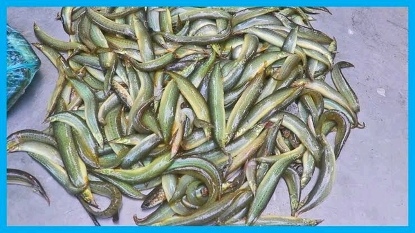 Gaichi Fish/Patya Fish - ( 5 inch to 8 Inch) Ice