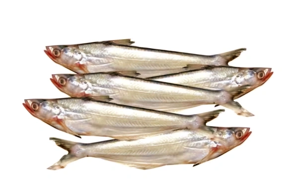 Bachwa/Bacha Fish - ( 5-8 Pcs/Kg) Ice
