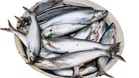 Bachwa/Bacha Fish - ( 5-8 Pcs/Kg) Ice