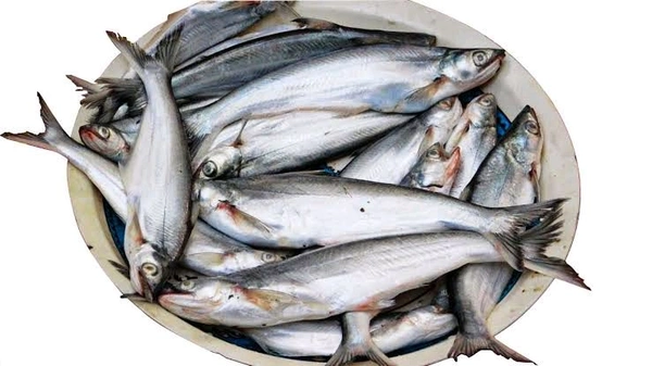 Bachwa/Bacha Fish - ( 5-8 Pcs/Kg) Ice