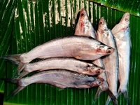 Bachwa/Bacha Fish - ( 5-8 Pcs/Kg) Ice