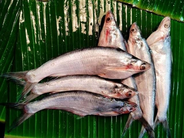 Bachwa/Bacha Fish - ( 5-8 Pcs/Kg) Ice