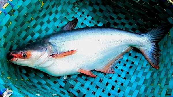 Pangas/Pangasius/जासर/प्यासी मछली - ( 600 gm to 1kg) Live