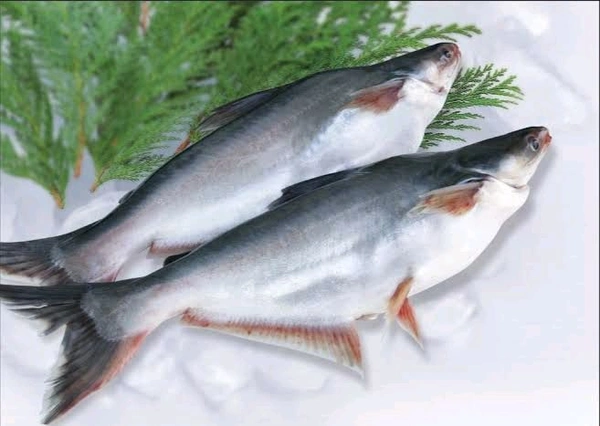 Pangas/Pangasius/जासर/प्यासी मछली - ( 600 gm to 1kg) Live