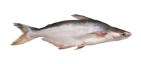 Pangas/Pangasius/जासर/प्यासी मछली - ( 600 gm to 1kg) Live